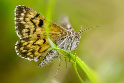 Callistege mi, Euclidia mi, owl moth, noctuidae, checktageule, butterfly, insects, moths, moths,