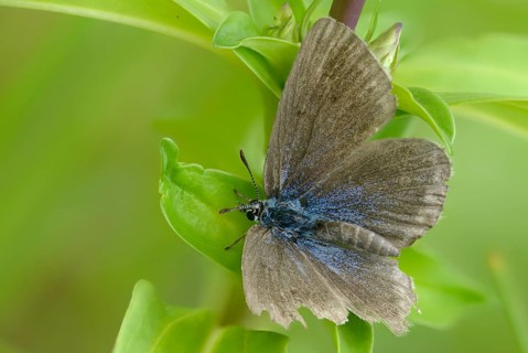 Glaucopsyche Alcon ssp. rebeli, glaucopsyche rebeli, cruciferous ant blue, maculinea rebeli,