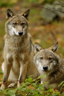 Wolf in the Bavarian Forest National Park, Germany Canis Lupus, NP Bavaria Forest, Germany,