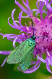Flake green ram, green ram, jordanita globulariae, high size, portrait format, insects, moths,
