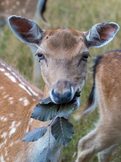 Dama dama, fallow deer, game bite, fallow deer, high size, portrait format, mammals, mammals, bite
