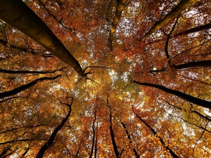View from below of autumnal treetops with colorful foliage, Maintal, Franconian Switzerland, Upper