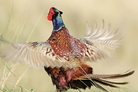 Portrait of a pheasant. Pheasant (Phasianus colchicus) . Eng.: Pheasant