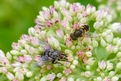 Eoseristalis interrupta, Eristalis interrupta, Eristalis interruptus, groin-wedge hoverfly,