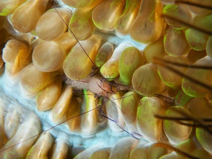 Close-up of a shrimp, the Philippine bubble coral shrimp (Palaemonella philippinensis), sitting