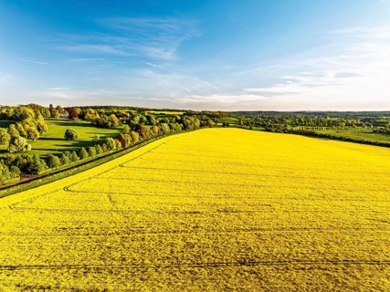 Rapeseed Fields and Farms over Horsebridge nad Stockbridge from a drone, Hampshire, England, United