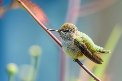 Anna's hummingbird, (Calypte anna), Vancouver, British Columbia, Canada