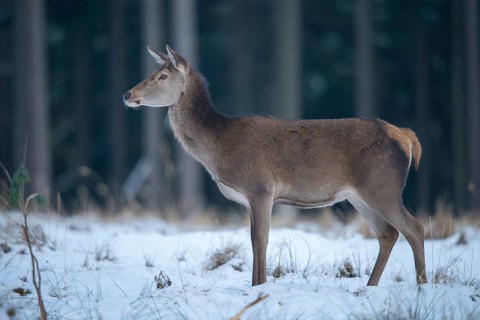 Artiodactyla, Cervus Elaphus, even-toed ungulate, cloven-hoofed, red deer, deer, deer, mammals,