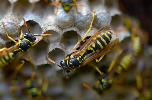 Brighter-colored paper wasp, French field wasp, gallic field wasp, house field wasp, hymenoptera,