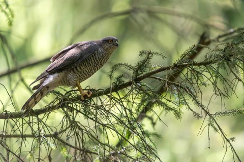 Accipiter Nisus, Accipitriformes, Sparrowhawk, Sparrowhawk, Birds of Prey, Raptors, Birds