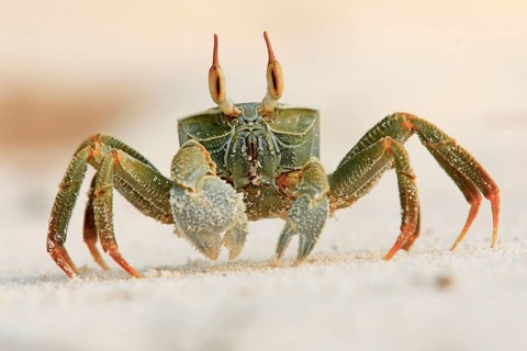 Ghost crab (Ocypode ceratopthalmus), Seychelles, Bird Island, close-up of a crab on light-coloured