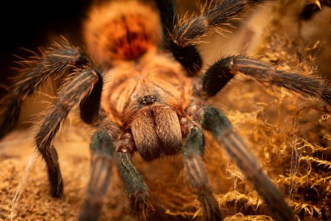 Detailed close-up of the front of a tarantula, Chromatopelma cyaneopubescens, also known as green
