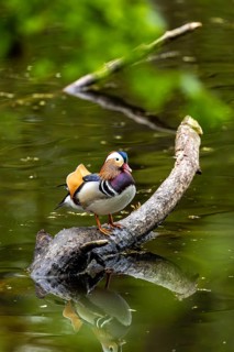 A live mandarin duck stands on a branch above calm water that reflects the surroundings, mandarin