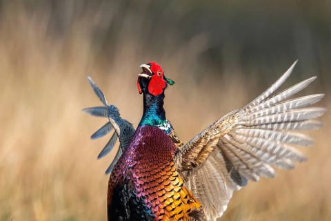 Courting common pheasant, Osterfeine, Lower Saxony, Germany