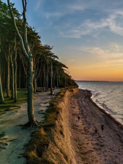 Ghost forest at sunset, Nienhagen, Germany
