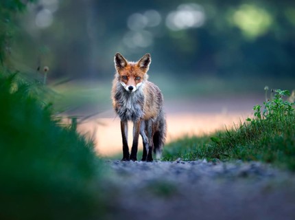 Red fox (Vulpes vulpes), Zurich, Switzerland