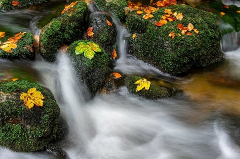 Maple leaf in forest brook, autumnal, Neu Schönau, Bavarian Forest, Bavaria, Germany