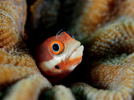 Close-up of a spotted pine slug (Acanthemblemaria rivasi), a slug peering out from a piece of