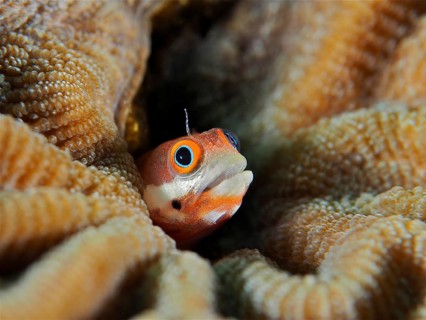 Small orange-spotted pine slug (Acanthemblemaria rivasi), a slug, hiding amongst the coral and