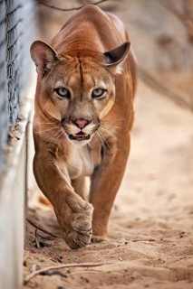 A Cougar with an intense gaze runs along a fence on sandy ground, a mountain lion, or Cougar, in an