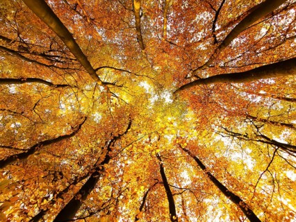 View from below of bright yellow, autumnal treetops with colorful foliage, Maintal, Franconian
