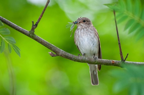 Grey Flycatcher (Muscicapa striata) with its prey, Oldenburger Münsterland, Goldenstedt, Lower