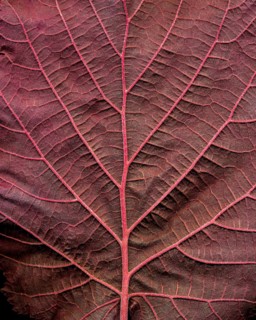 Close-up of the Red Zellernut, red-leaved hazel or cobnut, red-leaved Zellernuss, Corylus avellana