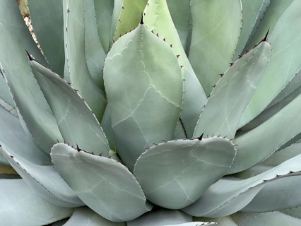 Agave (Agave parryi), leaves with dark spines along the edges, detail, close-up, Botanical Garden,