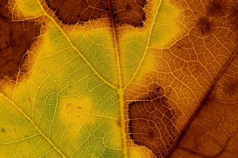 Sycamore (Acer pseudoplatanus) tree close up of a leaf in autumn colours, England, United Kingdom