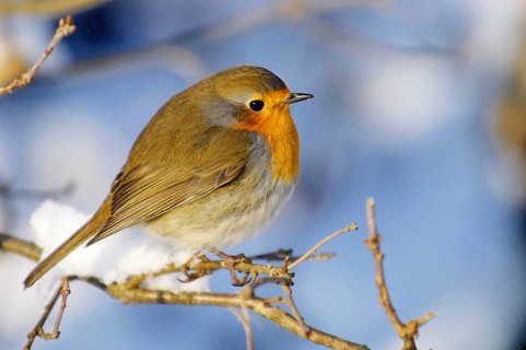 Robin, Erithacus rubecula, robin in snow, winter, Germany