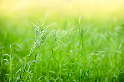 A close-up view of green grass blades swaying gently in the breeze. The background is softly