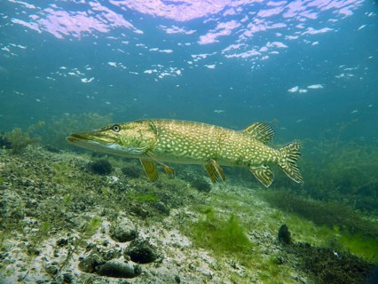 A pike (Esox lucius) swims through clear water over a varied underwater landscape, at the Parkhaus