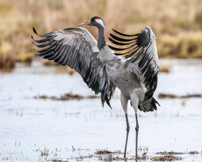A crane (Grus grus) preening its plumage, Fågelsjö, Gävleborg County, Sweden