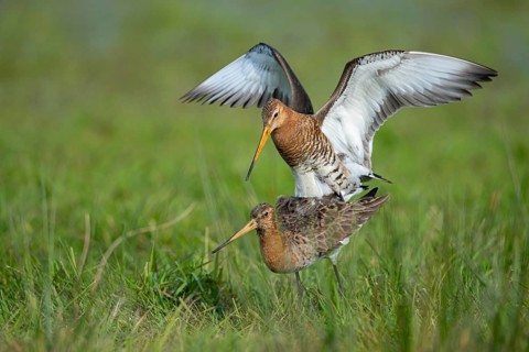 Black-tailed Godwit (Limosa limosa) mating in a wet meadow, Lake Dümmer, Ochsenmoor, Lembruch,