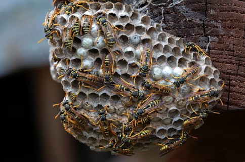 Brighter-colored paper wasp, French field wasp, gallic field wasp, house field wasp, hymenoptera,