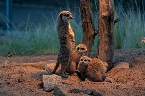 Fox mongooses (Cynictis penicillata) under a heat lamp, Nuremberg Zoo, Middle Franconia, Bavaria,