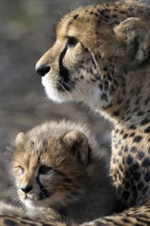 Cheetah, Acinonyx JubatusCheetah, Acinonyx Jubatus, Cub with Mother, Captive