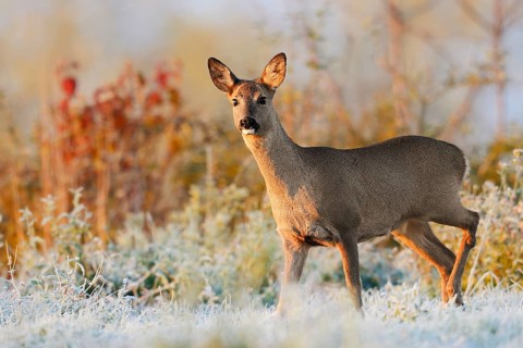 European roe deer (Capreolus capreolus), a doe standing in a meadow covered in hoarfrost, North