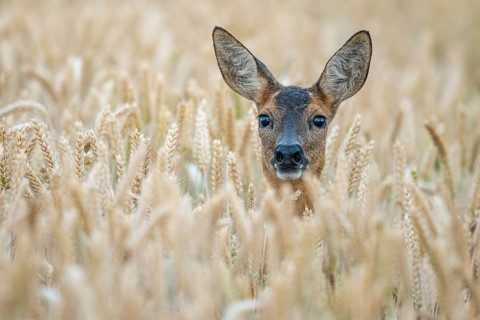 A female roe deer (Capreolus capreolus) in a wheat field, Vechta, Lower Saxony, Germany
