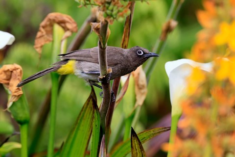 Cape bulbul (Pycnonotus capensis), adult, perched, alert, Kirstenbosch Botanical Garden, Cape Town,