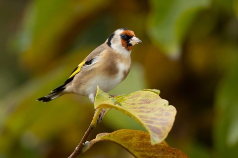 European goldfinch (Carduelis carduelis) adult garden bird in a magnolia tree with autumn colour
