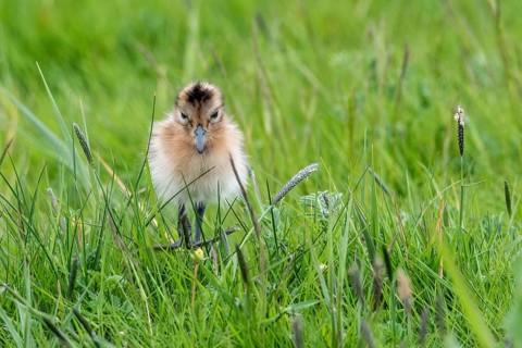 Black-tailed gown Limosa limosa) with chicks at the nest in a wet meadow, De Waal, Texel, the