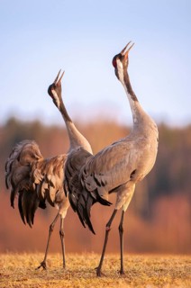 A crane (Grus grus) during courtship, display behaviour, Fågelsjö, Gävleborg County, Sweden