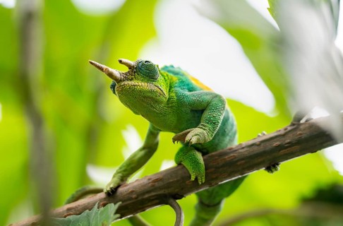 Three-horned chameleon (Trioceros jacksonii), male, between leaves on a branch, Bwindi Impenetrable