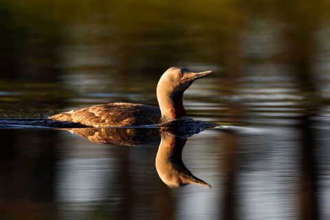 Star diver after showing up Red-throated diver just after diving
