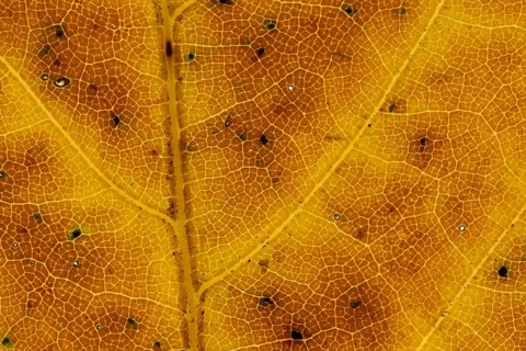 Common beech (Fagus sylvatica) tree close up of an autumn colour leaf, England, United Kingdom