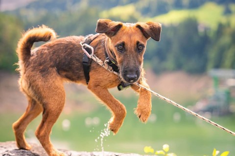 A curious dog with brown fur plays with a rope in a mountain landscape, Krumbach, Vorarlberg,