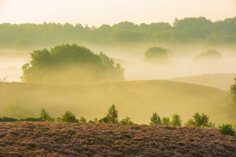 Heather (Calluna vulgaris) in the Veluwezoom National Park, De Hooge Veluwe, Arnhem, Netherlands