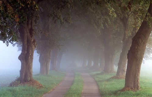 Alle bei Wendisch Langendorf/Deutschalnd Chestnut Tree Avenue, Germany, Germany