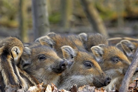 Wild boar, piglets lie together in oak leaves